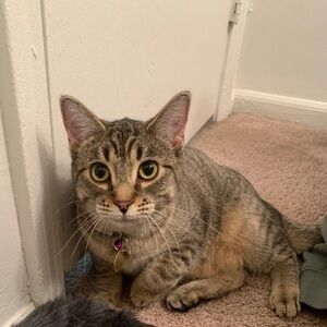 Meet your Posher, Sierra